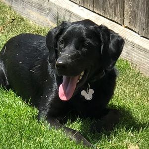 Meet your Posher, Diana